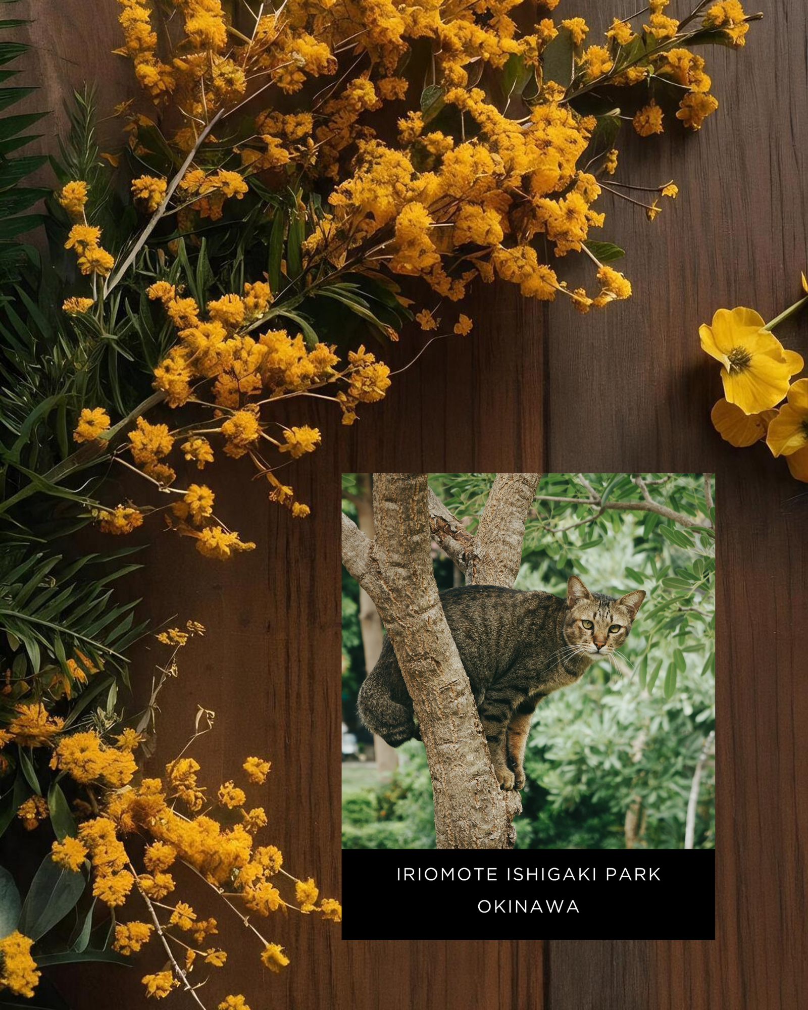 Iriomote-ishigaki-national-park-japan-wildlife-postcard-flatlay-musings-of-a-reader